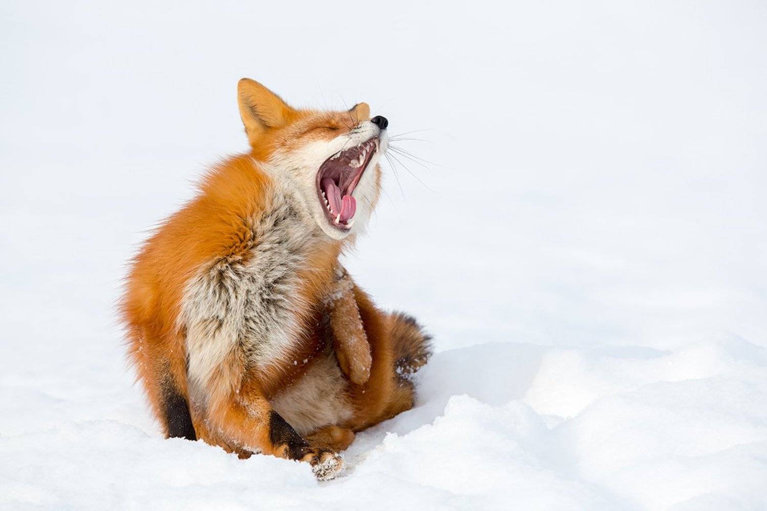 Камчатка, лиса, животные, природа, путешествие, фототур, зима,, Денис Будьков