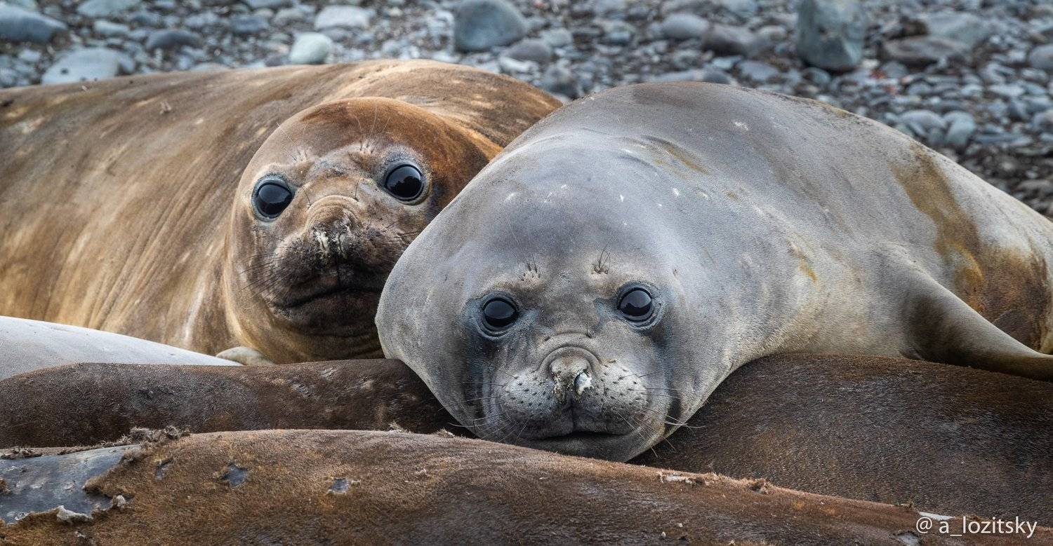 , Александр Лозицкий