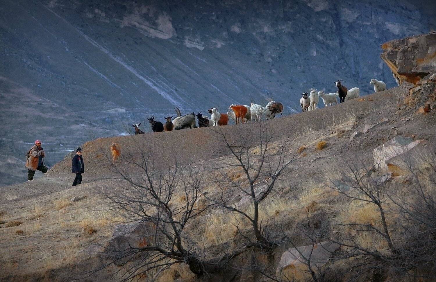 отара,пастухи,горы,вершины,пейзаж,небо,деревья,дагестан,природа, Marat Magov