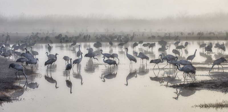 Cranes in the Fog фото превью