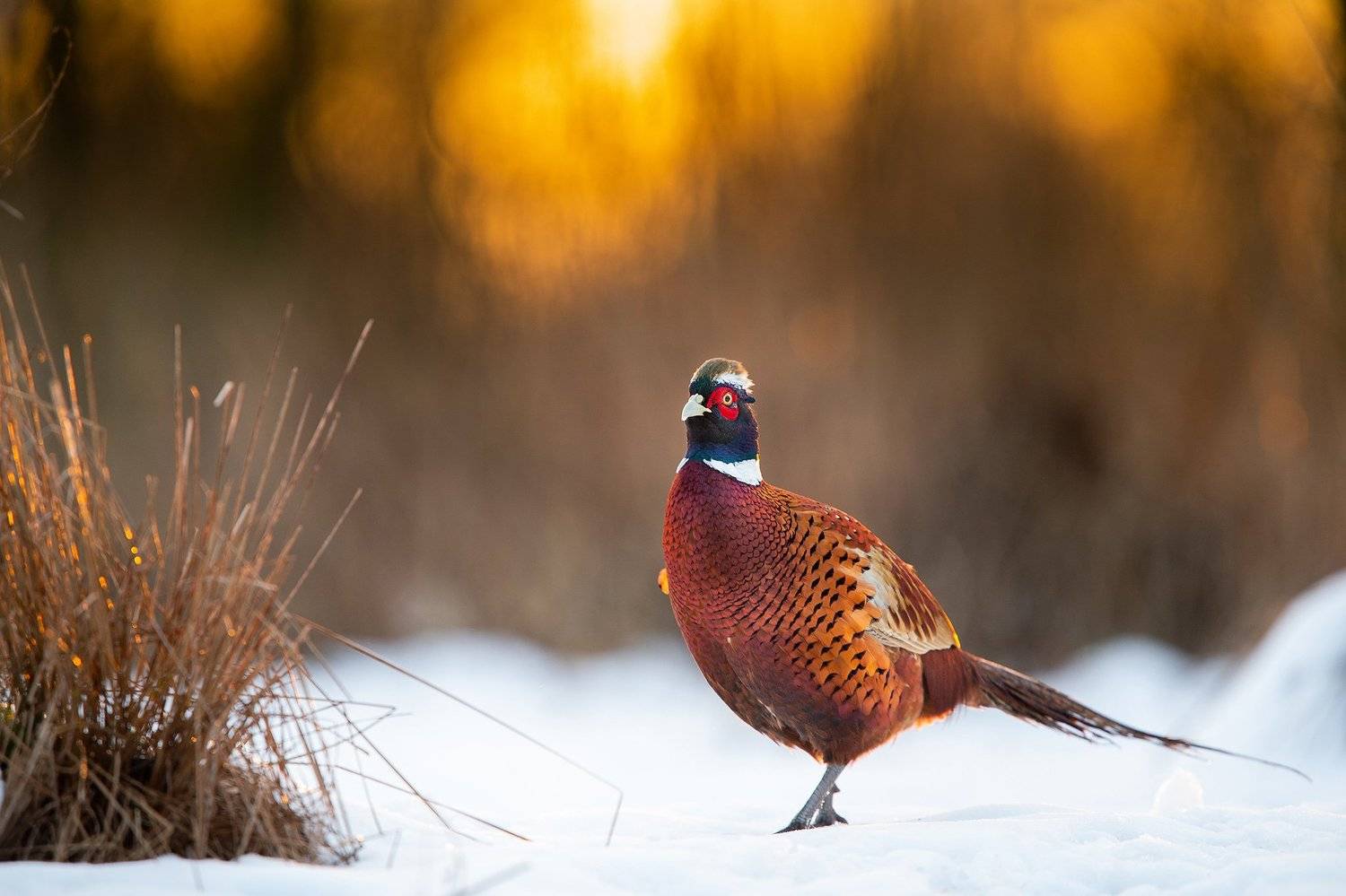 wild anilams bird winter sun, Lukasz Dobkowski