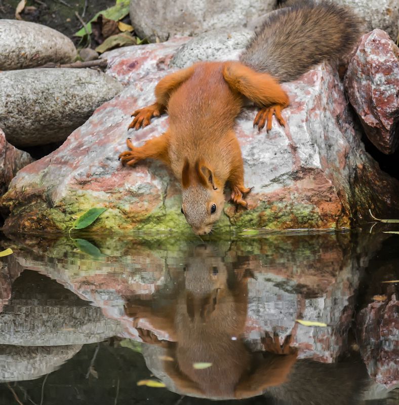 белка, водопой, Жажда заставит и не так.. фото превью