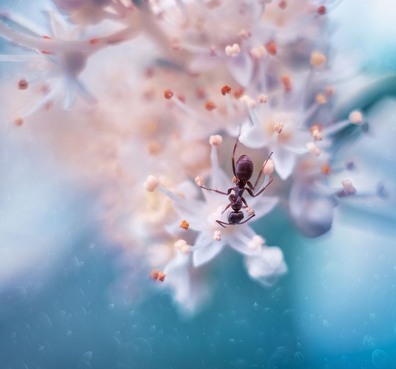 * фото превью