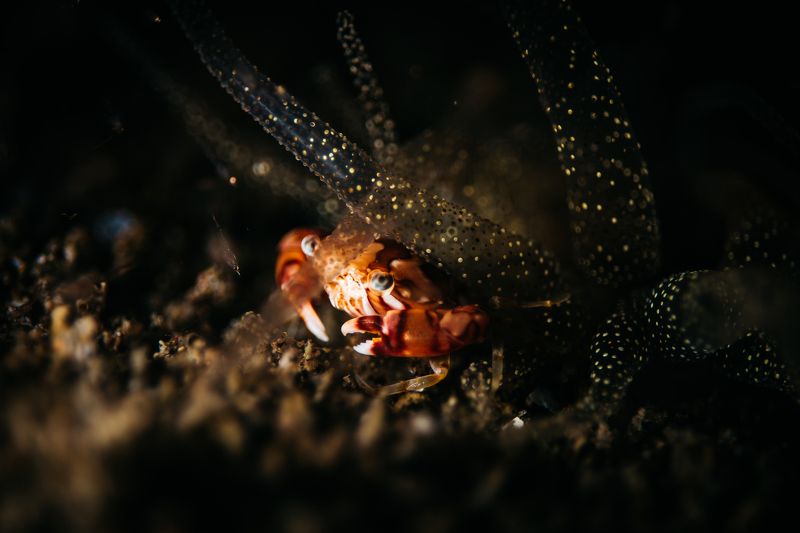 краб, ночь, макро Ночное  фото превью