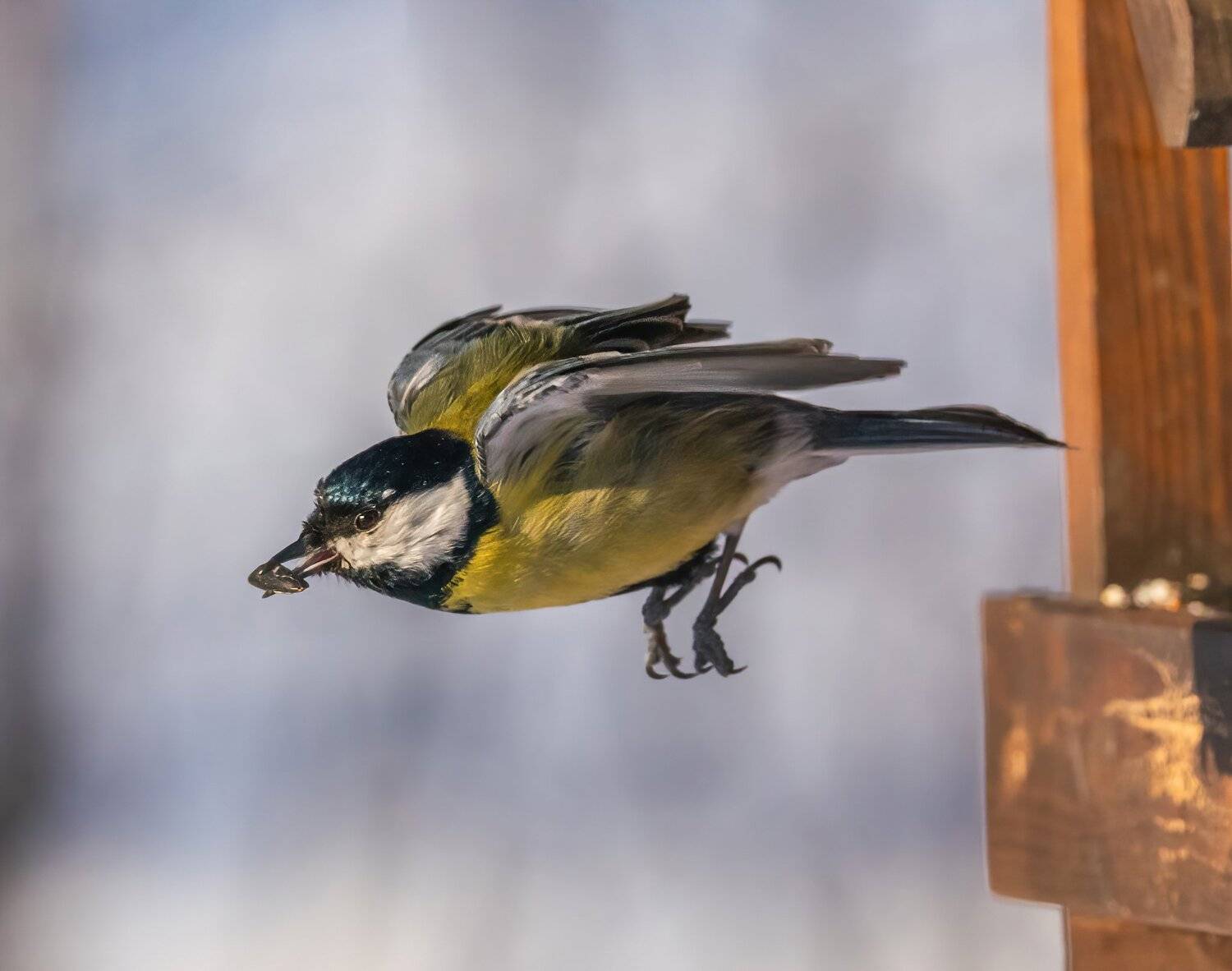 , Константин Дэм