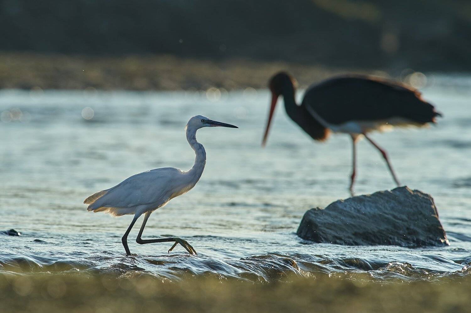 nature, wildlife, birds, Калин Ботев