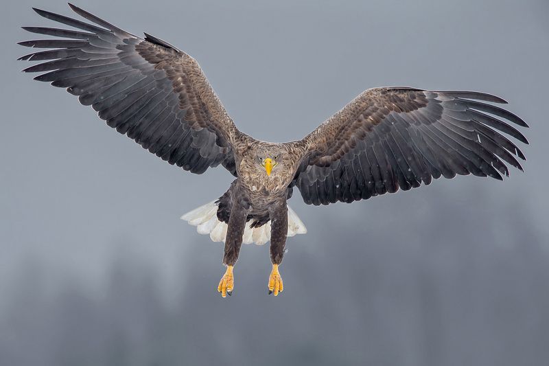 Godło Polski фото превью