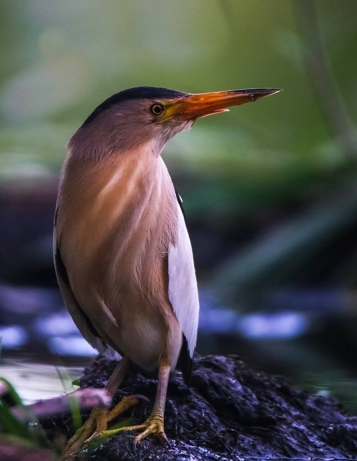 , Вячеслав Мищенко