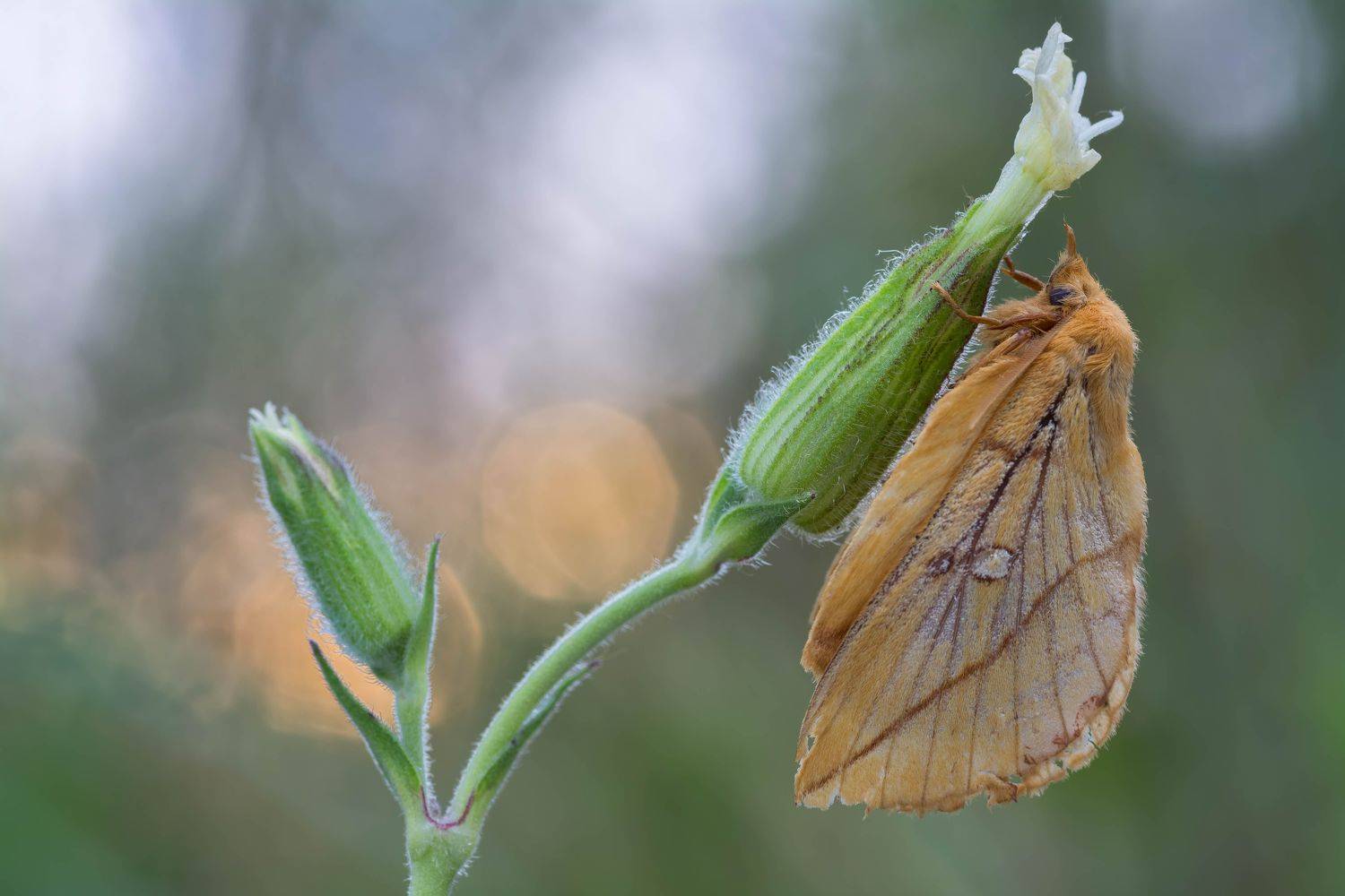 The Drinker, Euthrix potatoria, butterfly, macro, Tomas Iva&scaron;auskas
