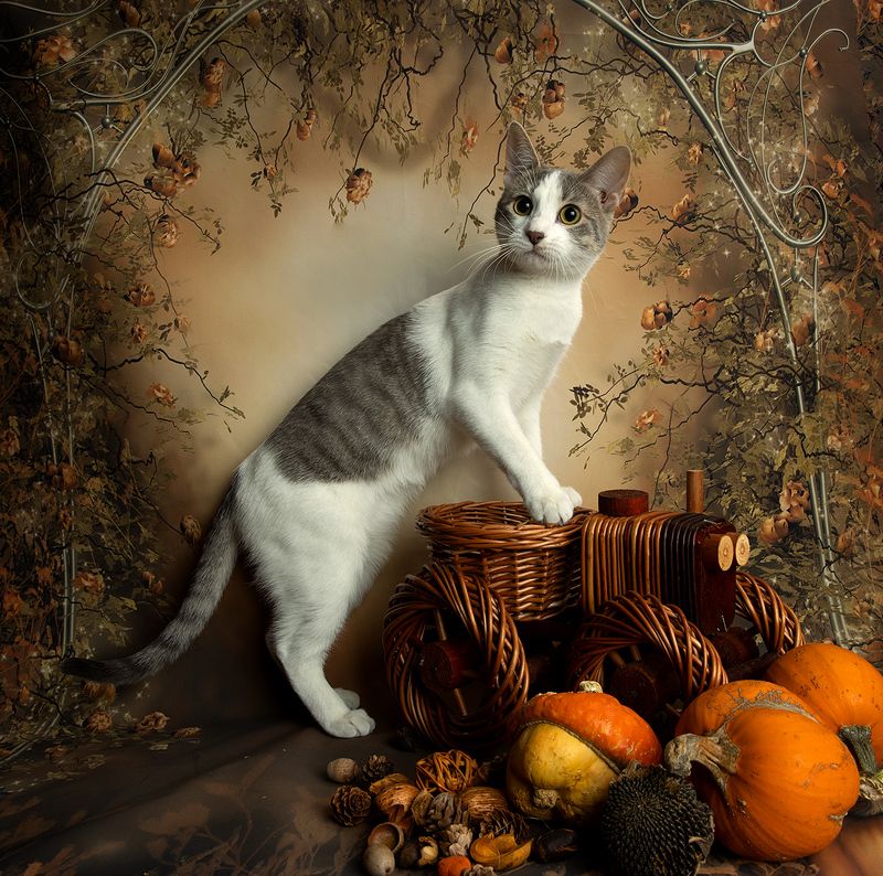 кошка, кошка, сats, домашнии любимцы, натюркотики, осень,autumn, тыквы, pumkin Cейдж и Тыквы фото превью