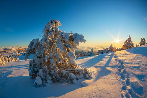 Морозное утро