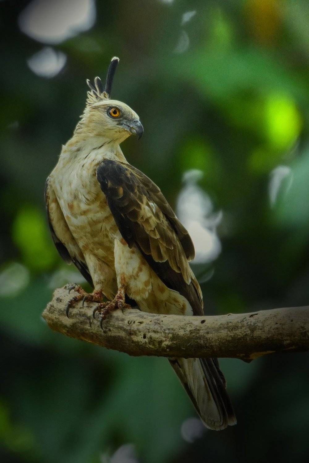 birds, bird, animal, wildlife, Pinak Paul