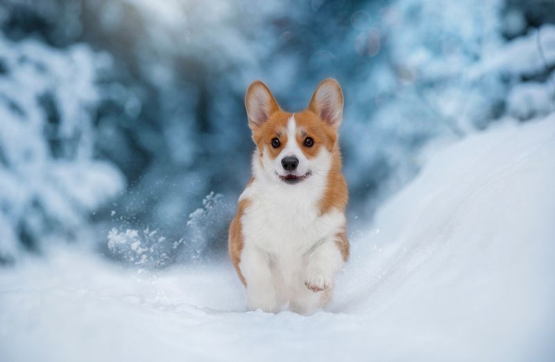 corgi games run winter snow forest walk beautiful  Little baby corgi Businka фото превью