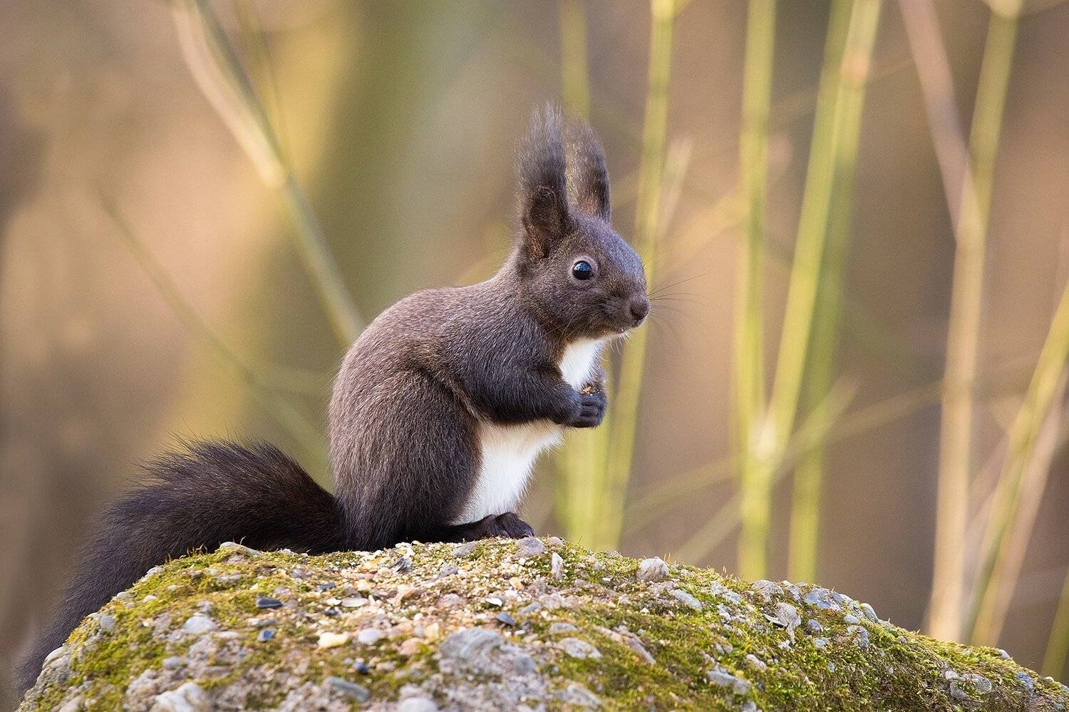 , Robert Adamec