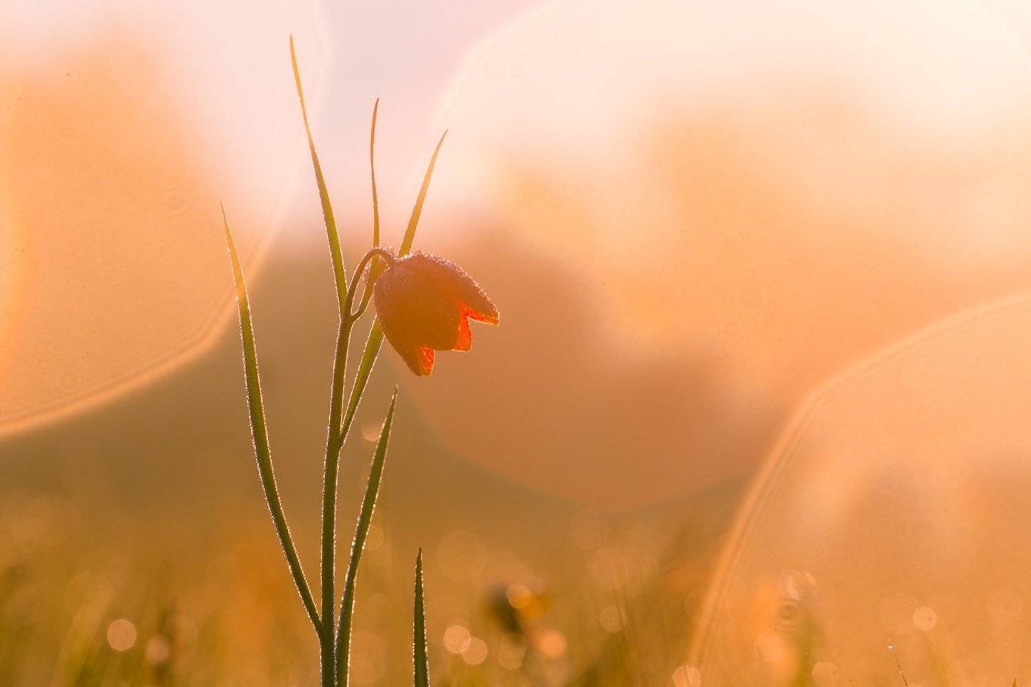 рябчик шахматовидный, первоцветы, цветы, flowers, primulas, fritillaria meleagroides, Алексей Юденков