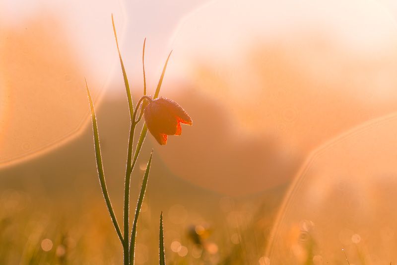рябчик шахматовидный, первоцветы, цветы, flowers, primulas, fritillaria meleagroides *** фото превью