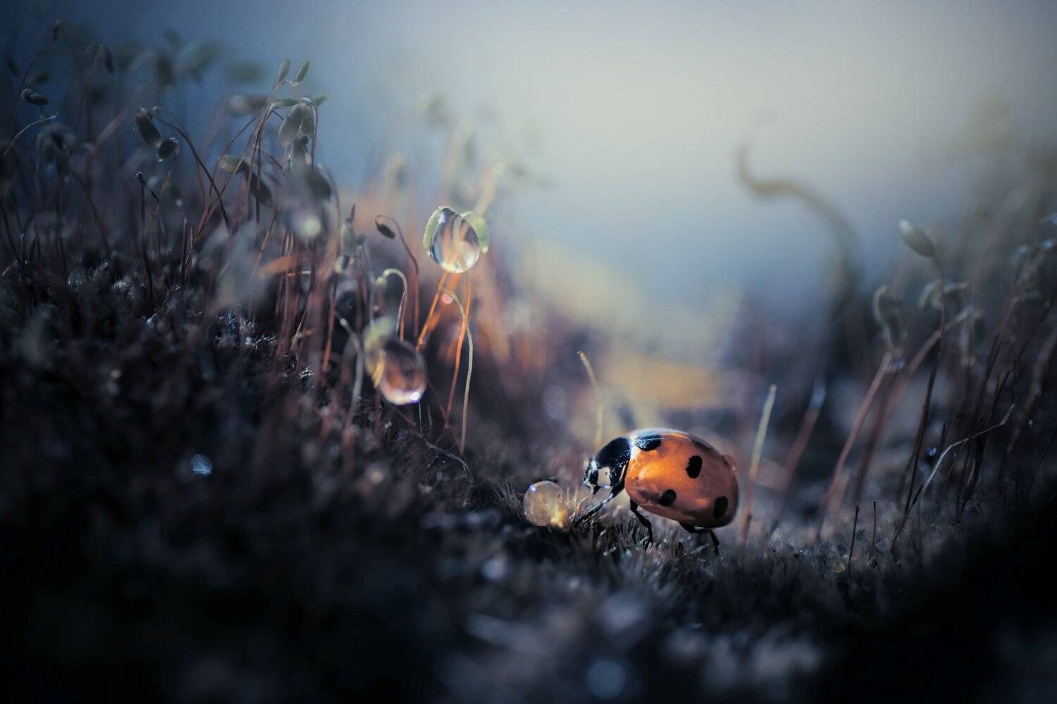 , Лапшина Владлена