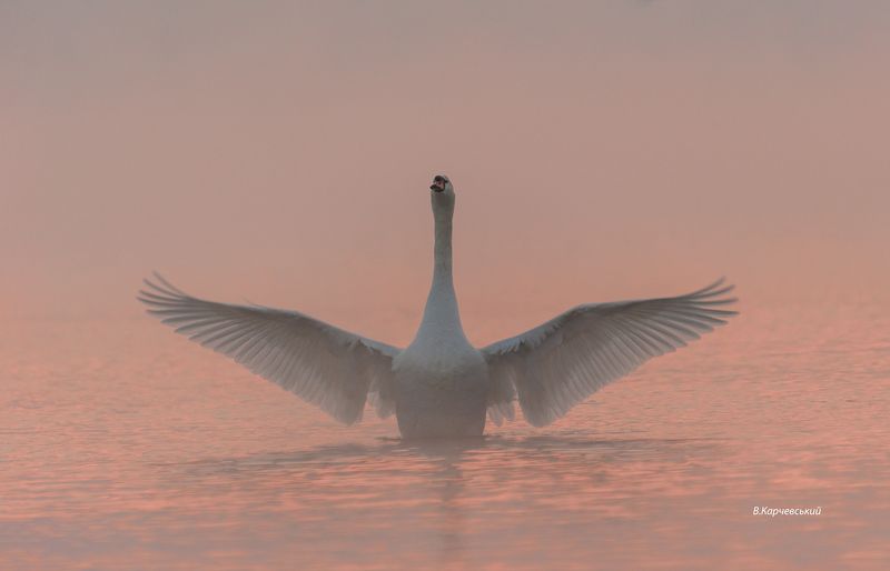Магия утра.... фото превью