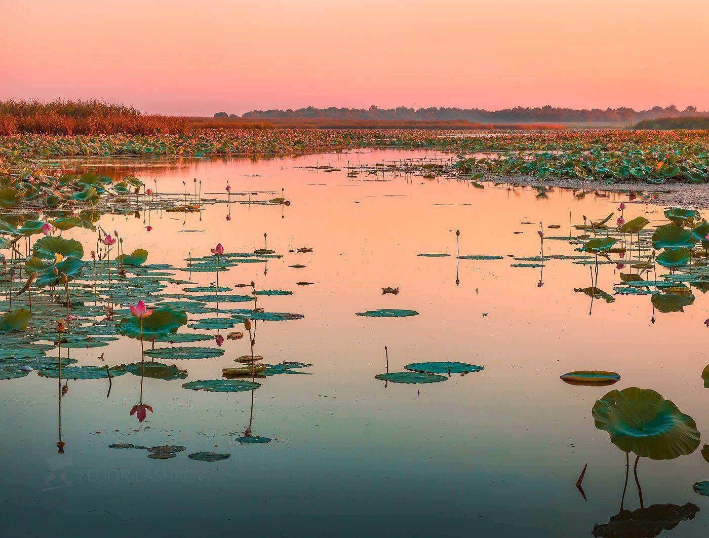 астраханская область, астраханский заповедник, река, вода, волга, лотос, лотосы, путешествие, дельта волги, вода, розовый, рассвет, заря,, Лашков Фёдор