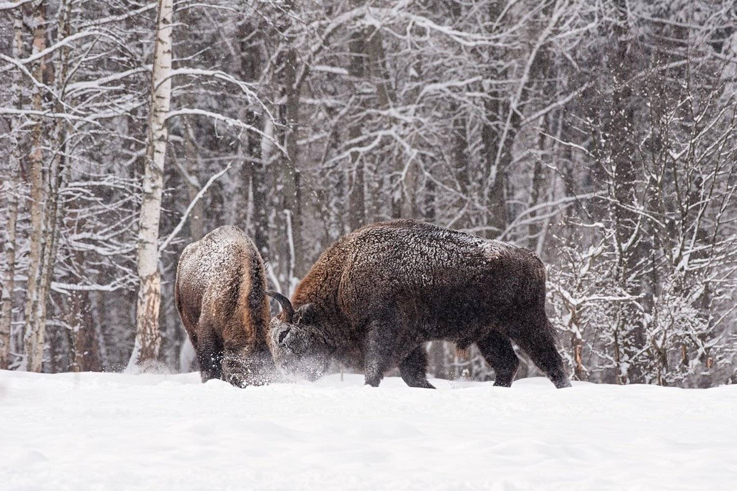 калужские засеки, заповедник, дикая природа, зубр, европейский зубр, wildlife, european bison, bison, nature, зубков игорь, Игорь Зубков