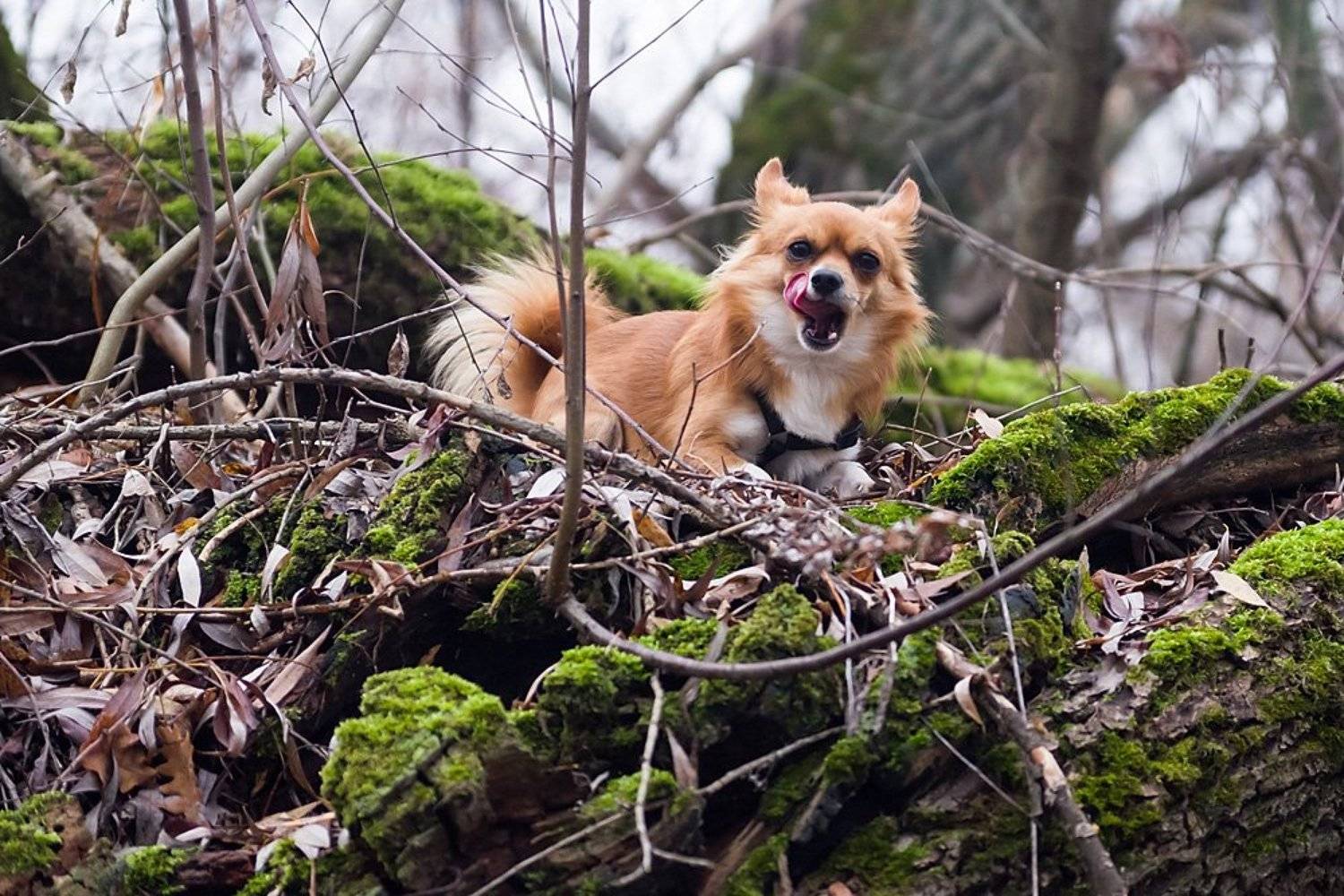 собака, Ирина Белотурова