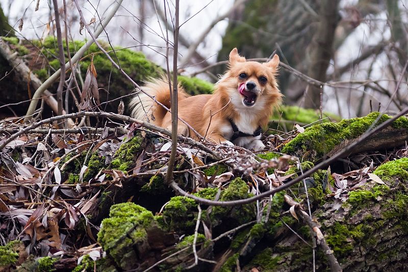 собака Чих фото превью