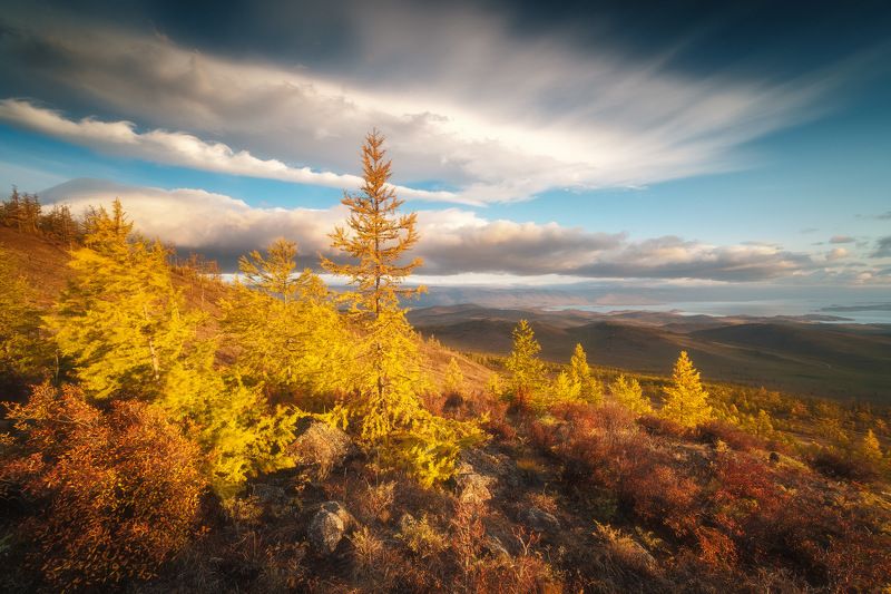 россия, иркутская область, байкал, тажераны, степь, лесостепь, рассвет, природа, пейзаж, восход солнца, останцы, осень, лиственница Пылающие лиственницы фото превью