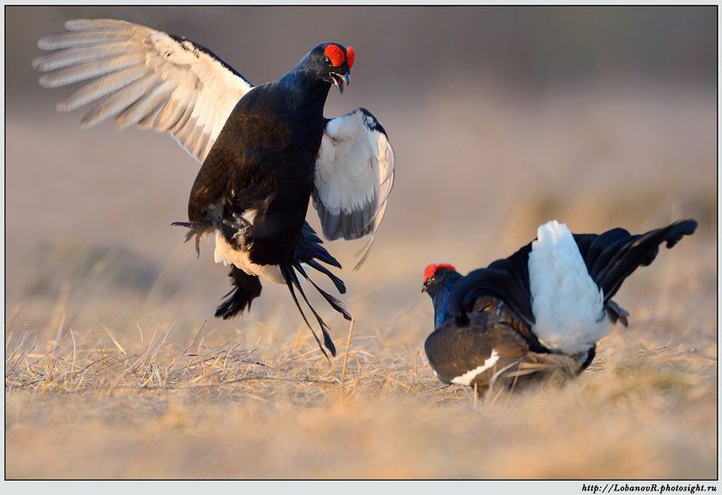 * * * фото превью