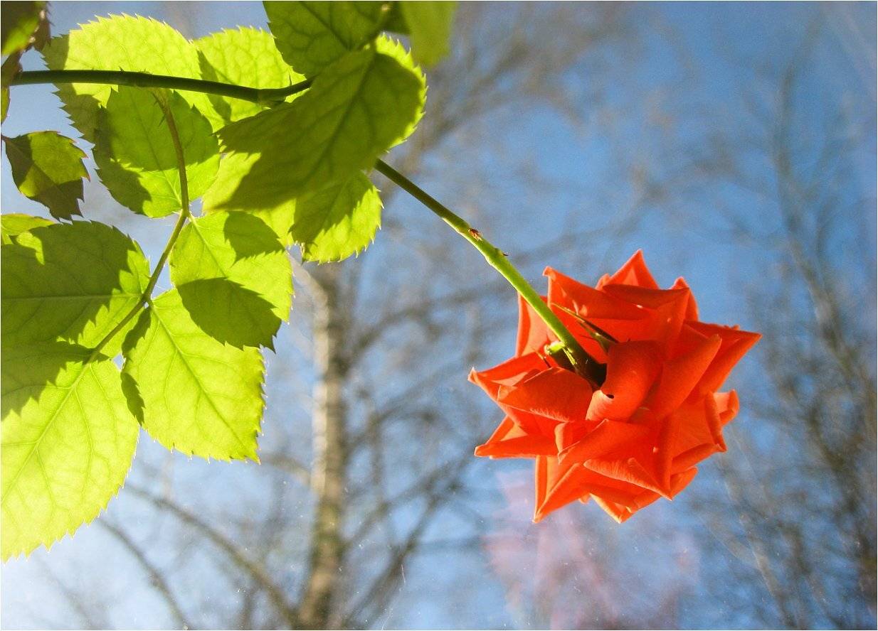 роза, КарОл