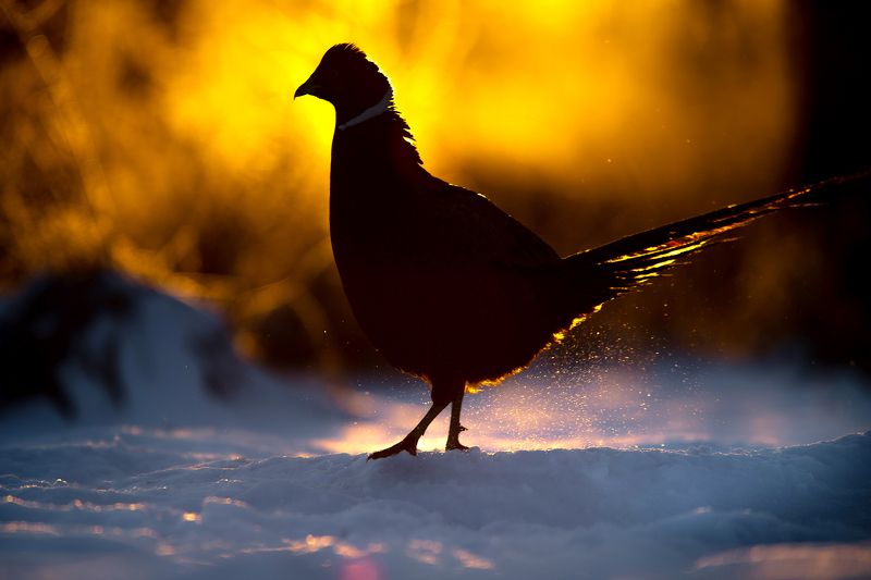 Morning light фото превью