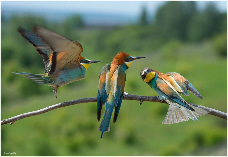 Три грации ) фото превью