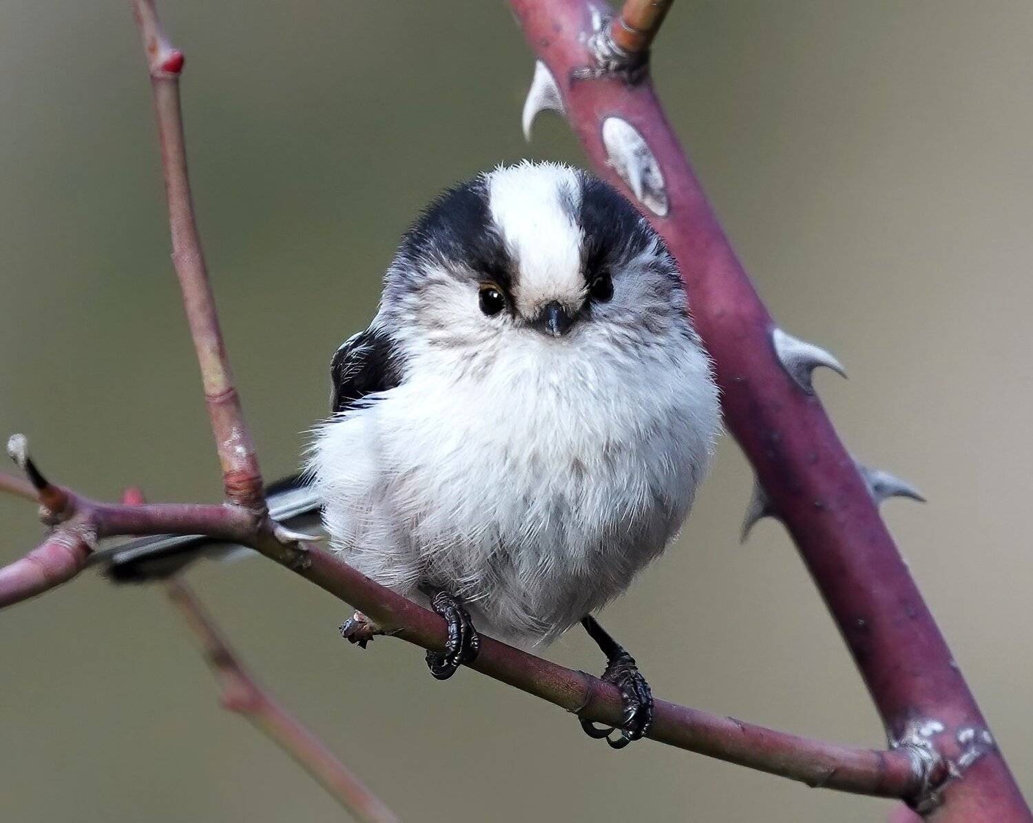 , Красимир Георгиев