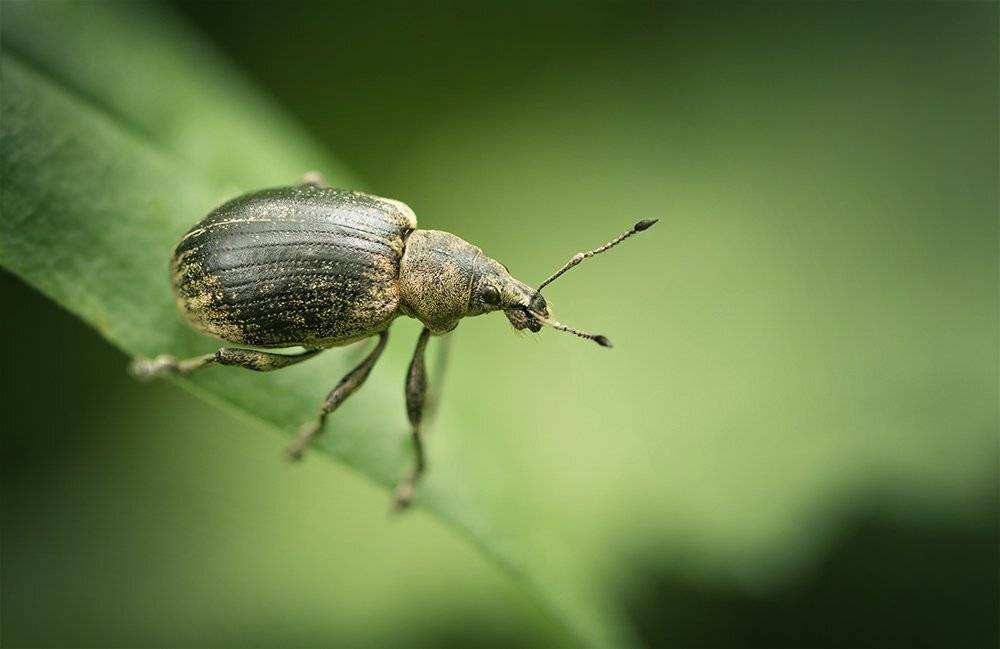 жук, макро, долгоносик, Polydrususcervinus, macro, bug, Марина Хилько