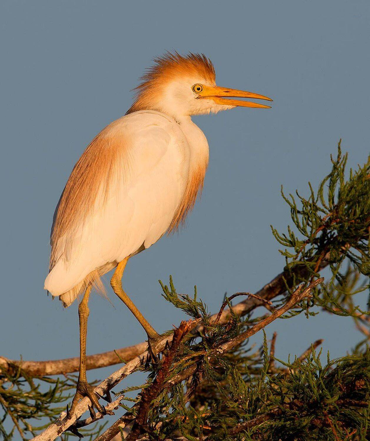 египетская цапля, cattle egret, heron, egret, florida, Elizabeth Etkind