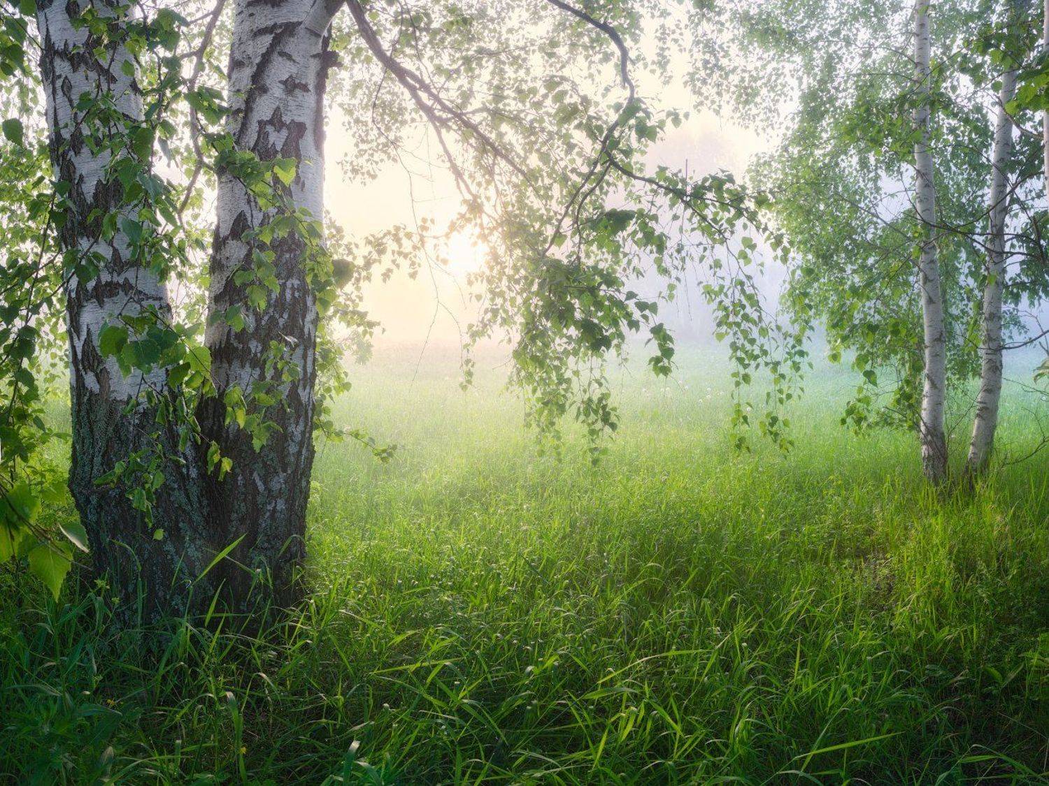 туман, лето, рассвет, Дмитрий Медянцев