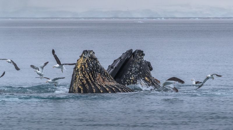 Whales feast фото превью