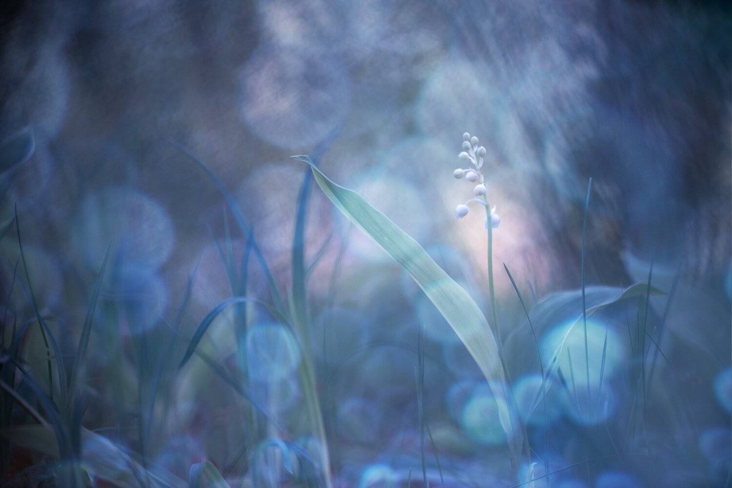 , Кузнецов Дмитрий