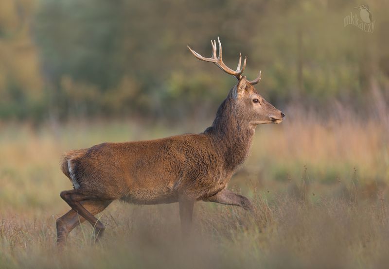 Red deer фото превью