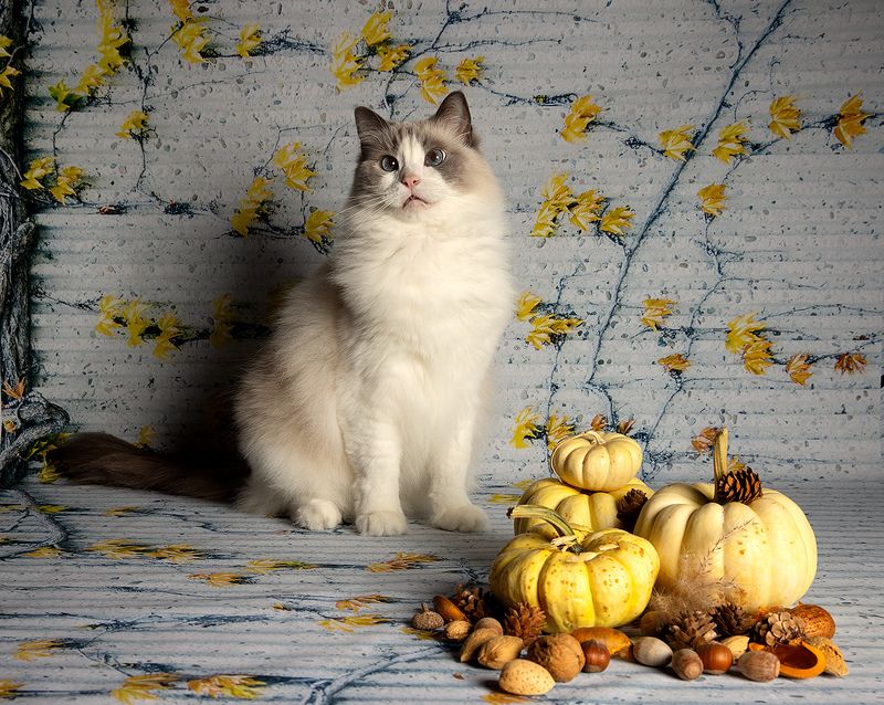 сat, кошка, животные, кошки, ragdoll cat, ragdoll,  рэгдолл, ragdoll, тыква Матильда - Королева Тыкв! фото превью