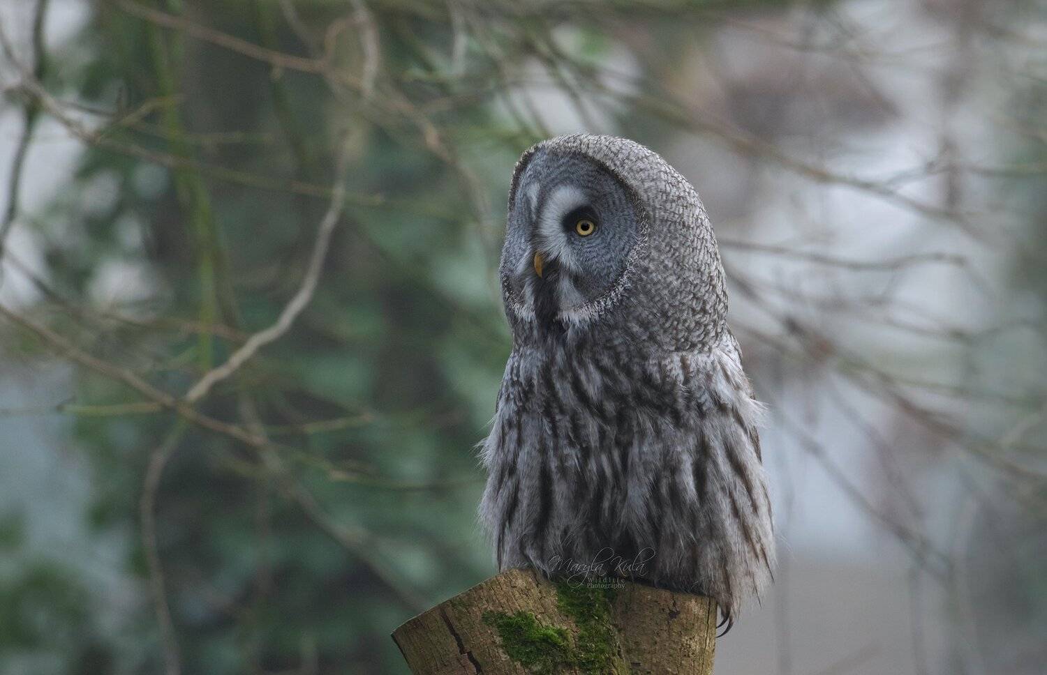 great grey owl, owl, birds, birds of prey, nature, wildlife, MARIA KULA