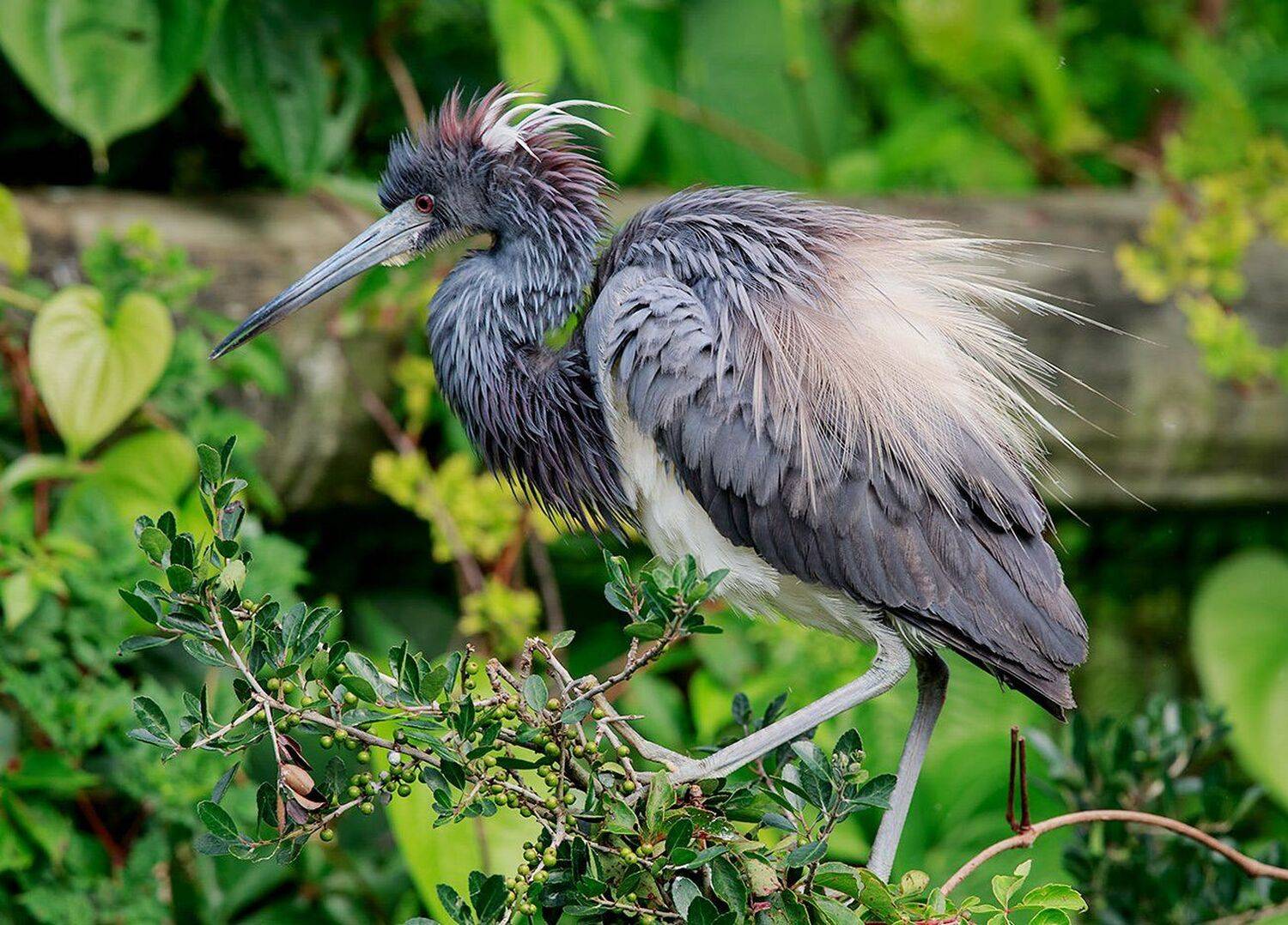 tricolored heron, трёхцветная цапля, цапля, heron, florida, Elizabeth Etkind