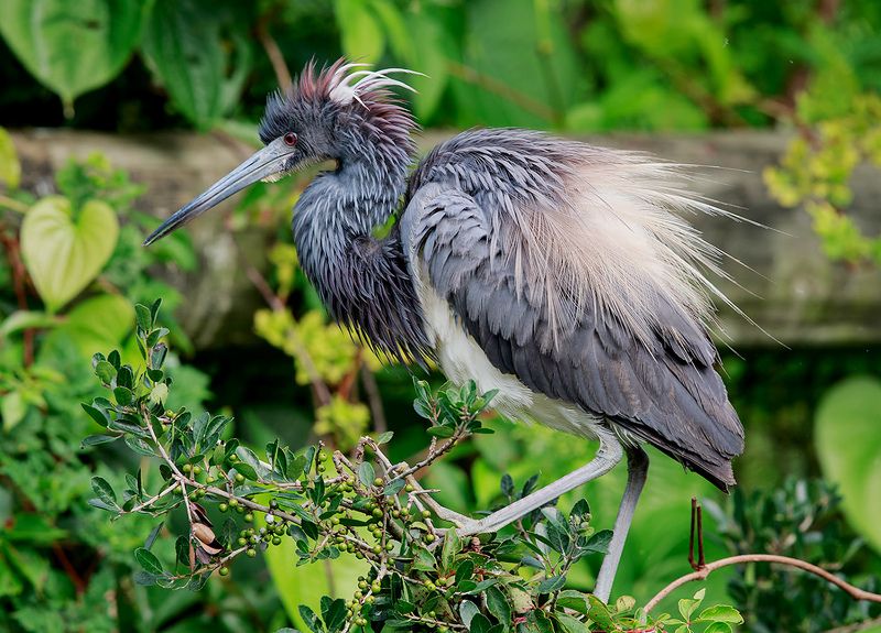 tricolored heron, трёхцветная цапля, цапля, heron, florida Трёхцветная цапля - Tricolored Heron фото превью