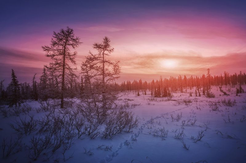 Суровая красота Ямала фото превью