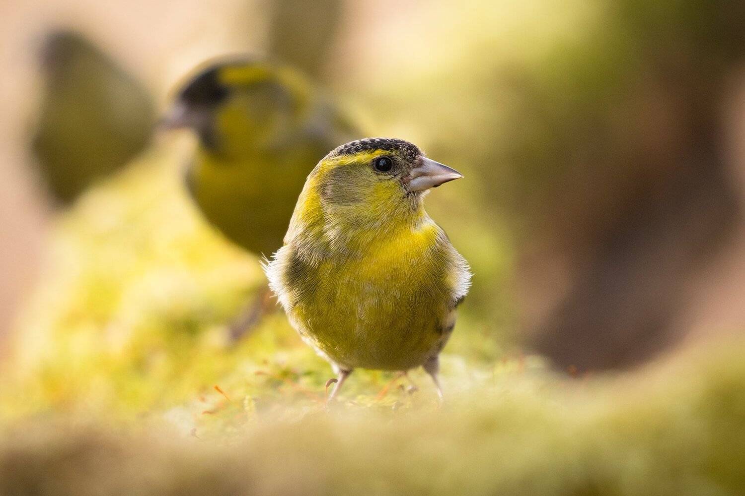 , Robert Adamec