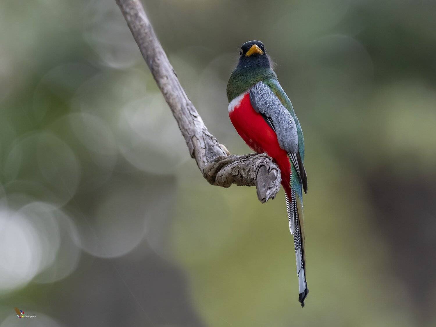 , Fernando Burgalin Sequeira