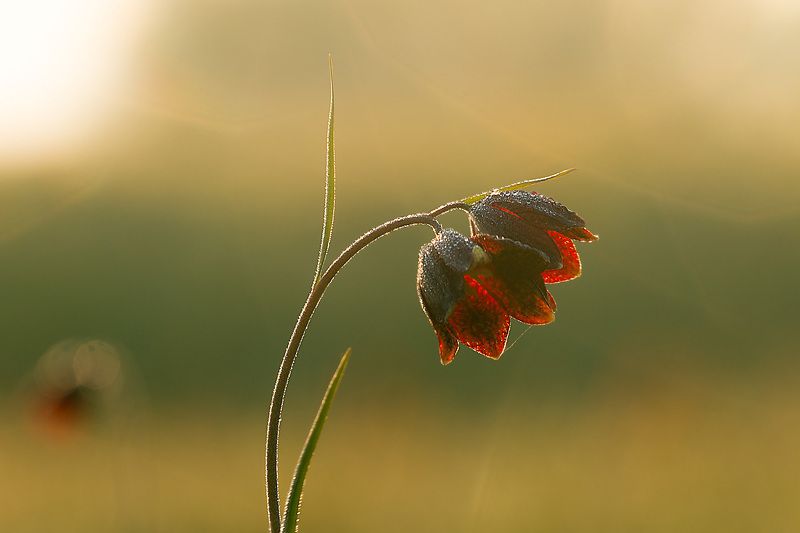 рябчик шахматовидный, первоцветы, цветы, flowers, primulas, fritillaria meleagroides Рябчик шахматовидный фото превью