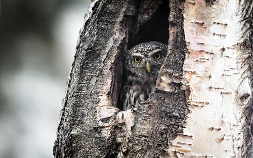 Вы кто такие, я вас не звал...