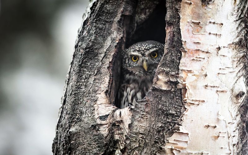 сыч, воробьиный сыч, хищная птица, птица, птицы россии, орнитология, дикая природа, фото охота, дикая птица, дикая природа, глаза, клюв, когти, дерево,белая, пестрая, редкая птица, красная книга, зима, дупло, Вы кто такие, я вас не звал... фото превью