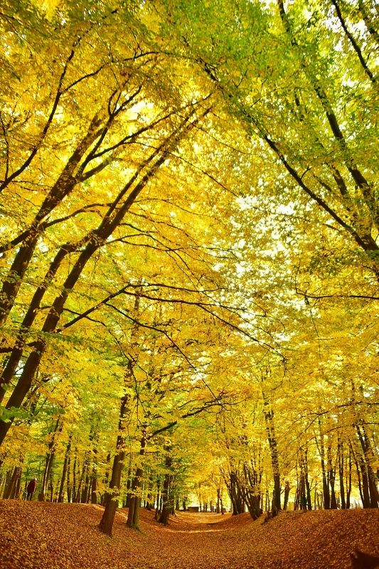 Шервудский лес фото превью