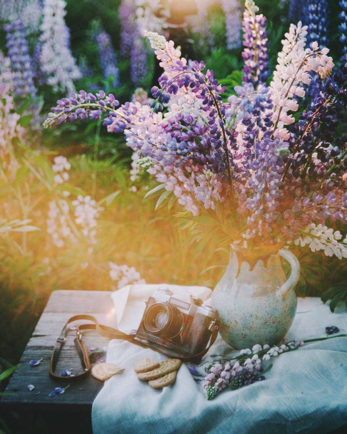 лето, люпины, закат, природа, Анастасия Зубкова